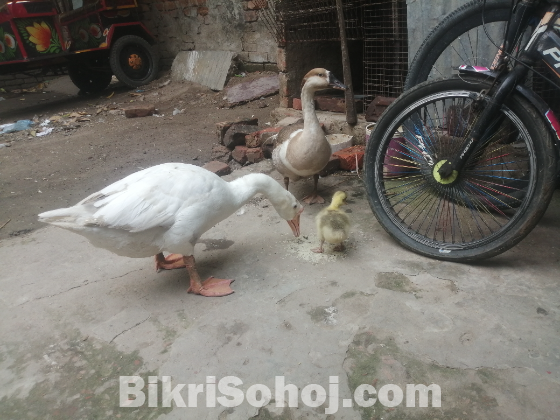 রাজ হাস